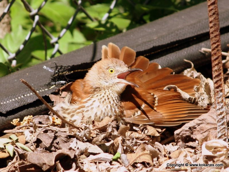 Brown Thrasher